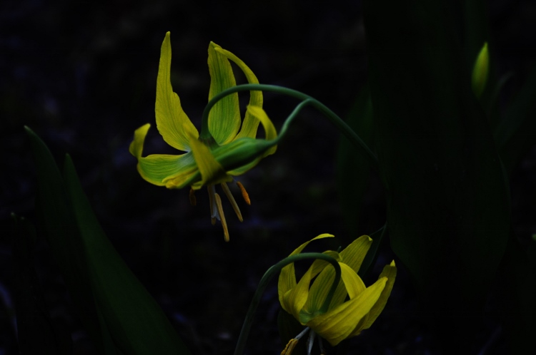 yellow glacier lily closeup